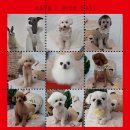 플레이독 애견유치원 이미지