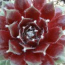 바위 솔 이미지