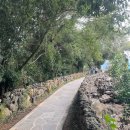 연명로 | 제주 산양큰엉곶 소요시간 입장료 포토스팟 후기 (할인 꿀팁)