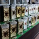 주필거미박물관 이미지