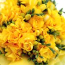 프리지아A 이미지