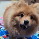 펫팸푸드 이미지