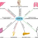 페리틴(Ferritin) 수치와 암 지표자(종양표지자, Tumor Marker) 수치 이미지