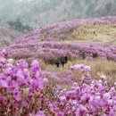 영취산 진달래꽃 상춘객 ‘유혹’ 이미지