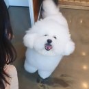 오비비