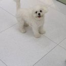 마이미미 반려견미용실 이미지