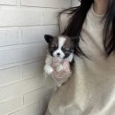 드림독 강아지분양 안심분양센터 김포점 | 아산강아지분양에서 골든리트리버 분양 받았어요-드림독 천안불당점 방문 후기