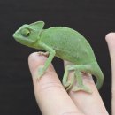 숲속의요정 | 숲속의 작은 요정 베일드카멜레온 입고 소식!