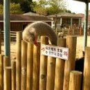 안오