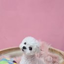 루이스독 이미지