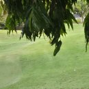 그린골프클럽 | 🏌️‍♀️ 수트라하버 골프클럽 라운딩 후기 &amp; 뜻밖의 인연, 삼색냥이🐾