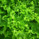 둥구머리협동조합 이미지