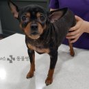 해운대플러스동물병원 이미지