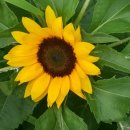 관곡지약국 이미지