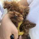 파니팡니 이미지