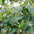 효돈로,일주동로 이미지