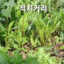 치커리 씨앗 2종 -28발송 이미지