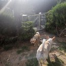 산타모니카애견펜션