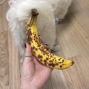 씨유천안입장가산점 | 25.10.11 뀰이와 오랜만에 갬이 만나는 일상_우무리카페 / 서래갈매기 / 화이트리에 / 카페비요리