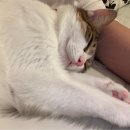 24시 창원2차동물의료원 | [창원 야간동물병원/24시 창원2차 동물의료원] 고양이...많이해서 달려간 야간진료 동물병원 추천 후기!
