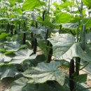 무지개농장2 이미지