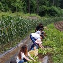 일번지농장 이미지