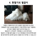 왈왈그루밍 이미지