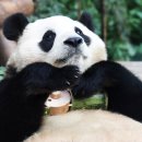 푸바오