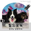 조이독 | 서울근교 남양주 무인대관 강아지실내운동장 필드포독