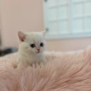 야옹아 멍멍해봐 이미지