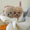 수원고양이분양 고사남 본점 | 수원강아지분양 한손에 들어온