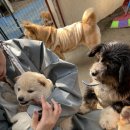 행복하 개 이미지