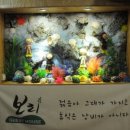 제주노을보리 이미지