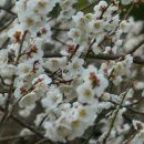 순천향매실마을 이미지