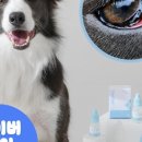 강아지톡 이미지