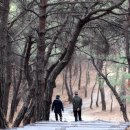 우포의 숲속 이미지