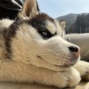 청평동물병원 이미지