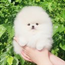 어벤져스켄넬 탑클래스펫 강아지분양 | 인천강아지분양 포메라니안 브리더
