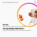 해온동물의료센터 | 🐾 관절 영양제, 어떤 걸 먹여야 할까요? 해온동물의료센터 추천 3종 🦴✨