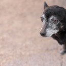 미사다나을동물병원 이미지