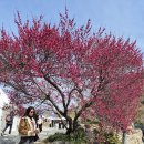 플럼블라썸(Plum Blossom) | 축제 전이라 더 좋았던 봄나들이, 3월 8일 다녀온 광양 매화마을 개화 상황과 주차 이야기