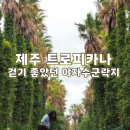 상창리사무소 주차장 | 제주 트로피카나 | 수리남 촬영지로 알려진 서귀포 야자수군락지