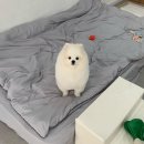 다온애견샵 이미지