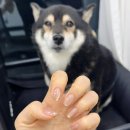 연산동 네일샵 꼼꼼함 끝판왕 네일노마 자석젤 후기