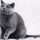 블루동물병원 이미지