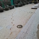 둥지 펜션 | 경주독채펜션 둥지가족펜션 눈 쌓인 정원 풍경 후기