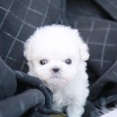 더나은펫샵 이미지