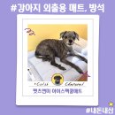 펫츠미 | 강아지 외출용매트 이동식방석 펫츠앤미 아이스팩쿨매트 솔직후기 내돈내산