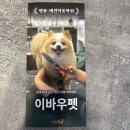 천호농장 | 천호 핫플) 🐶이바우펫 천호 애견미용학원 상담 다녀온 후기 🐾