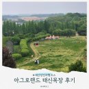 젖소목장 | 예산 당진 아그로랜드 태신목장 낙농체험 트랙터 후기 (5살 아이랑)